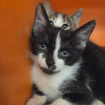 Domestic Short Hair Cats Available for Adoption in Houston, Texas - Stark | PetCurious