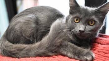 Gray Girl -  Domestic Long Hair Cat for Adoption in Saint James City, Florida - Gray Girl | PetCurious