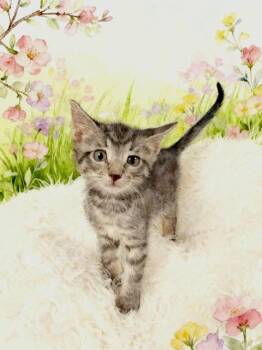 Domestic Medium Hair Cats Available for Adoption in Tehachapi, California - Oliver | PetCurious