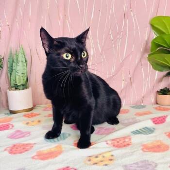 Abbey -  Domestic Short Hair Cat for Adoption in Long Beach, Mississippi - Abbey | PetCurious