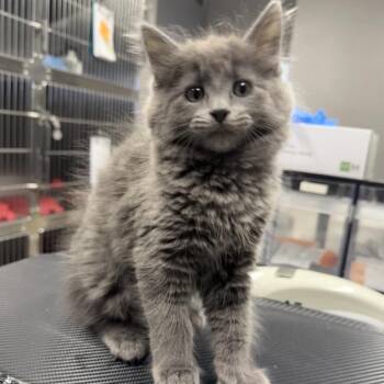 Coral -  Domestic Medium Hair Cat for Adoption in Spokane, Washington - Coral | PetCurious