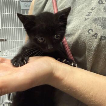 Domestic Short Hair Cats Available for Adoption in Columbia, South Carolina - Tim | PetCurious