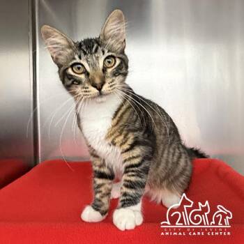 MABO -  Domestic Short Hair Cat for Adoption in Irvine, California - MABO | PetCurious