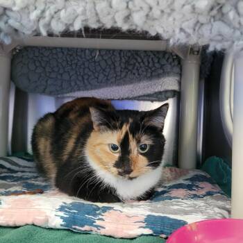 Domestic Short Hair Cats Available for Adoption - Mama Jaye | PetCurious