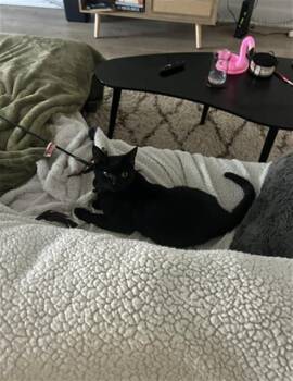 Domestic Short Hair Cats Available for Adoption in Charlotte, North Carolina - BEAU | PetCurious