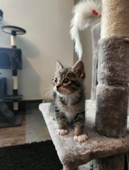 Cricket -  Domestic Short Hair Cat for Adoption in Millcreek, Utah - Cricket | PetCurious