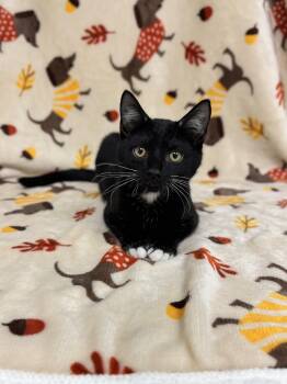 Rescue Domestic Short Hair Cats for Adoption in Lexington, Kentucky - Mr. Biggs | PetCurious