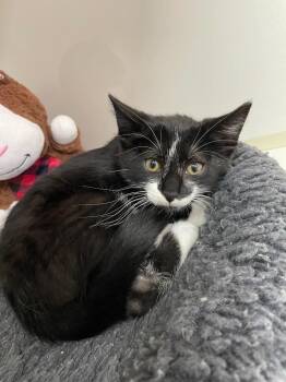 Domestic Short Hair Cats Available for Adoption - Diego | PetCurious