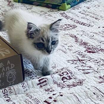 Andy -  Siamese Cat for Adoption in Vancouver, Washington - Andy | PetCurious