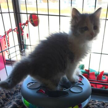 Dilute Calico Cats Available for Adoption in Clarksville, Virginia - Doll | PetCurious