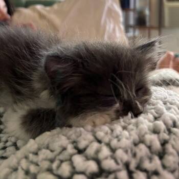 Gaucho -  Domestic Medium Hair Cat for Adoption in Westminster, California - Gaucho | PetCurious