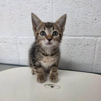 Vic -  Domestic Short Hair Cat for Adoption in Edinburg, Texas - Vic | PetCurious