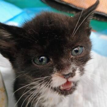 Domestic Short Hair Cats Available for Adoption in Wappingers Falls, New York - Charlie | PetCurious