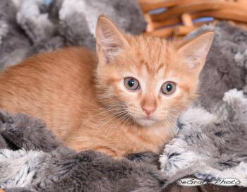 Domestic Short Hair Cats Available for Adoption in Pittsboro, North Carolina - Dijon | PetCurious