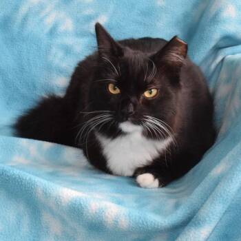 Domestic Medium Hair Cats Available for Adoption in Eureka, California - Katydid (52708) | PetCurious