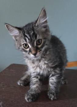 Penny -  Domestic Medium Hair Cat for Adoption in Phoenix, Arizona - Penny | PetCurious
