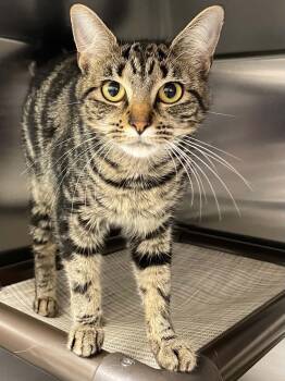 Jasmine -  Domestic Short Hair Cat for Adoption in Covington, Virginia - Jasmine | PetCurious
