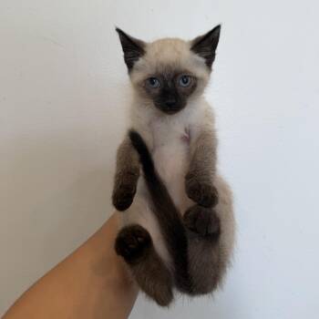Siamese and Domestic Short Hair Cats Available for Adoption in Chattanooga, Tennessee - Sashimi | PetCurious