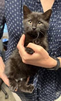 Luis - in foster -  Domestic Medium Hair Cat for Adoption in Windsor, Connecticut - Luis - In Foster | PetCurious