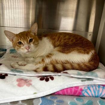 Edelweiss -  Domestic Short Hair Cat for Adoption in Corpus Christi, Texas - Edelweiss | PetCurious