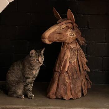 Rescue Domestic Short Hair Cats for Adoption in Evanston, Illinois - Milky Way | PetCurious