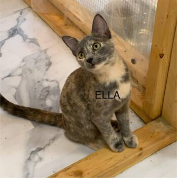 Ella -  Domestic Short Hair Cat for Adoption in Saint Charles, Missouri - Ella | PetCurious