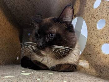 Domestic Short Hair Cats Available for Adoption in Kent, Washington - SPROUT | PetCurious