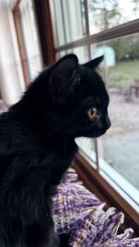 Domestic Short Hair Cats Available for Adoption in Cleveland, Ohio - Velma  | PetCurious