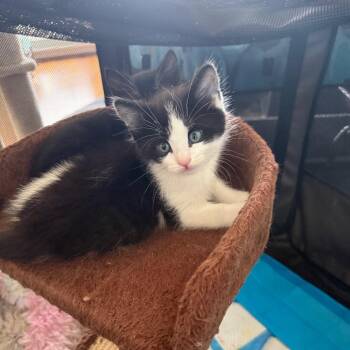 Domestic Short Hair Cats Available for Adoption in Silver Spring, Maryland - Thor (Available 5/21) | PetCurious