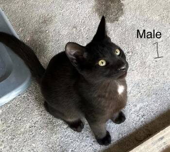 Skipper -  Domestic Short Hair Cat for Adoption in Connelly Springs, North Carolina - Skipper | PetCurious