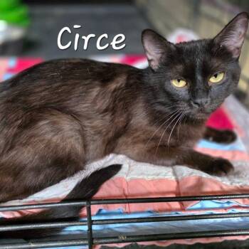 Circe -  Domestic Short Hair Cat for Adoption in Waldorf, Maryland - Circe | PetCurious