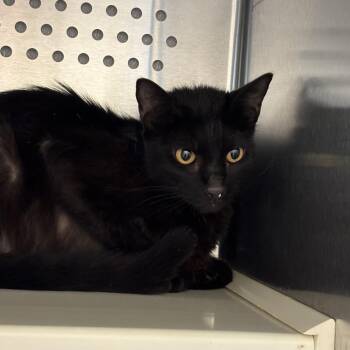 Serendipity -  Domestic Short Hair Cat for Adoption in Norman, Oklahoma - Serendipity | PetCurious