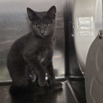 Sushi -  Russian Blue Cat for Adoption in Spokane, Washington - Sushi | PetCurious