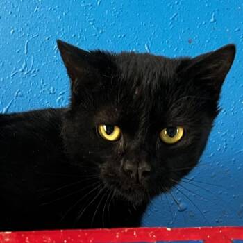 LaRiath -  Domestic Short Hair Cat for Adoption in West Des Moines, Iowa - LaRiath | PetCurious