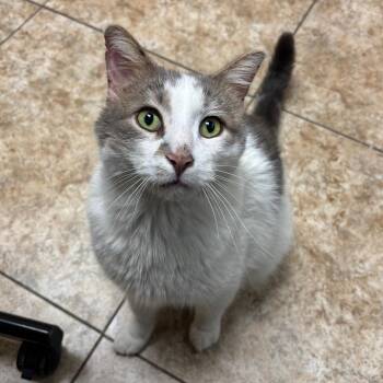 Domestic Short Hair Cats Available for Adoption - Patrick The Cat | PetCurious