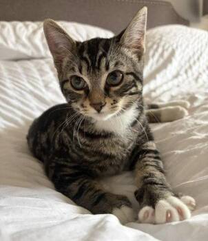 Kindle (+ Sibling) -  Domestic Short Hair Cat for Adoption in Richmond Hill, Ontario - Kindle (+ Sibling) | PetCurious