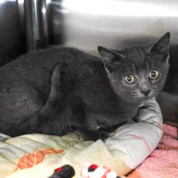 Domestic Short Hair Cats Available for Adoption in Wilmington, Delaware - Mork (bonded With Mindy) | PetCurious