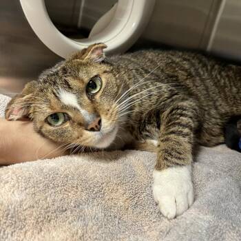 Ham Salad -  Domestic Short Hair Cat for Adoption in York, Pennsylvania - Ham Salad | PetCurious