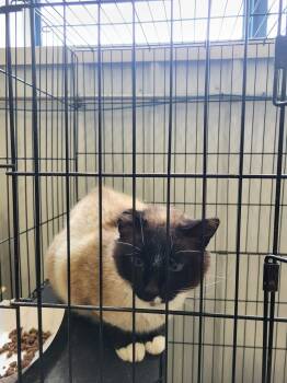 Bic -  Siamese Cat for Adoption in Detroit Lakes, Minnesota - Bic | PetCurious