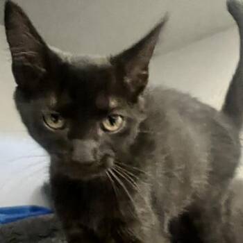 Sugar Bear -  Domestic Short Hair Cat for Adoption in Dayton, Ohio - Sugar Bear | PetCurious