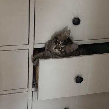 Meeny -  Domestic Medium Hair Cat for Adoption in Davis, California - Meeny | PetCurious