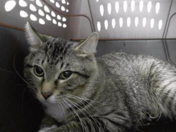 PEPPER JAXON -  Domestic Short Hair Cat for Adoption in Omaha, Nebraska - PEPPER JAXON | PetCurious