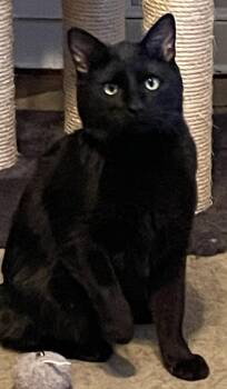 Domestic Short Hair Cats Available for Adoption - Binx25 | PetCurious