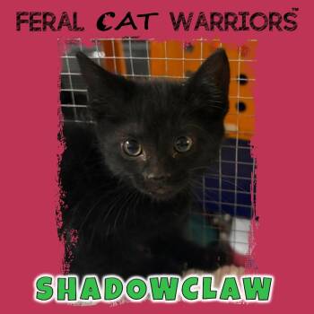 Domestic Short Hair Cats Available for Adoption in Kingman, Arizona - Shadowclaw | PetCurious