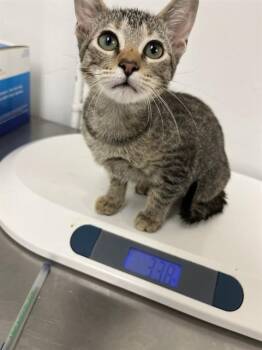 NEFERTITI -  Domestic Short Hair Cat for Adoption in Killeen, Texas - NEFERTITI | PetCurious
