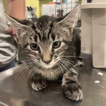Ketchup -  Domestic Short Hair Cat for Adoption in West Des Moines, Iowa - Ketchup | PetCurious