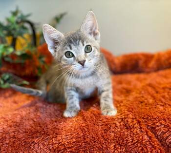 Tabby Cats Available for Adoption in Taylor, Michigan - Pebble | PetCurious