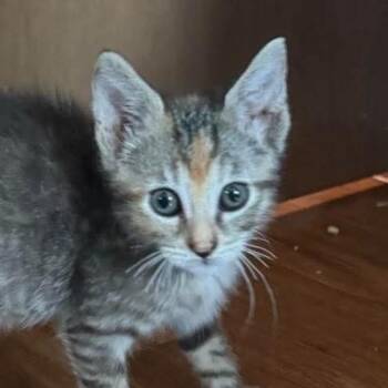 Daphne -  Domestic Short Hair Cat for Adoption - Daphne | PetCurious
