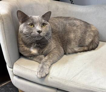 Bella ~ Special Needs. See my bio! -  Domestic Short Hair Cat for Adoption in Rochester, Indiana - Bella ~ Special Needs. See My Bio! | PetCurious