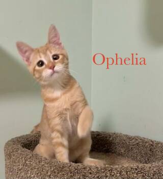 Ophelia -  Domestic Short Hair Cat for Adoption in Longwood, Florida - Ophelia | PetCurious